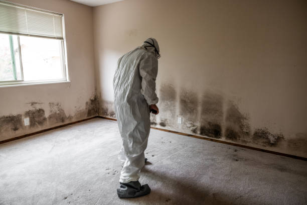 Best Commercial Mold Inspection  in Seyur, MO